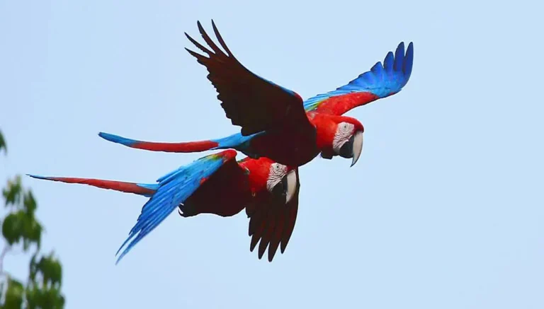 Birdwatching, a Different Way to Explore the Country