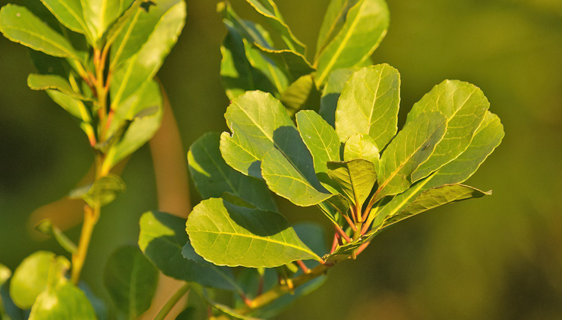 Gros plan sur les feuilles de la plante de maté