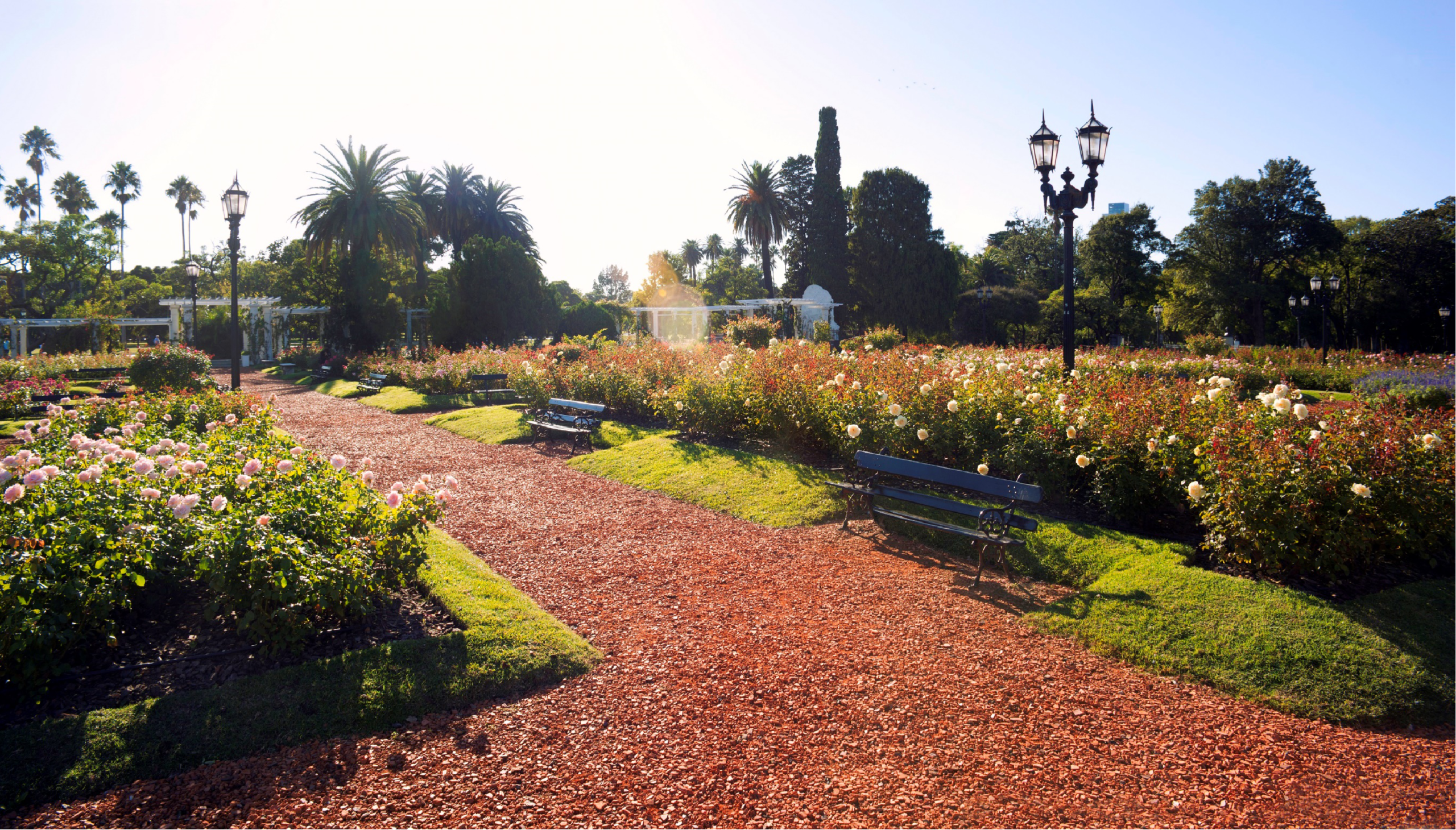 Rose beds and a curving gravel path at El Rosedal in Palermo, with ornate lampposts