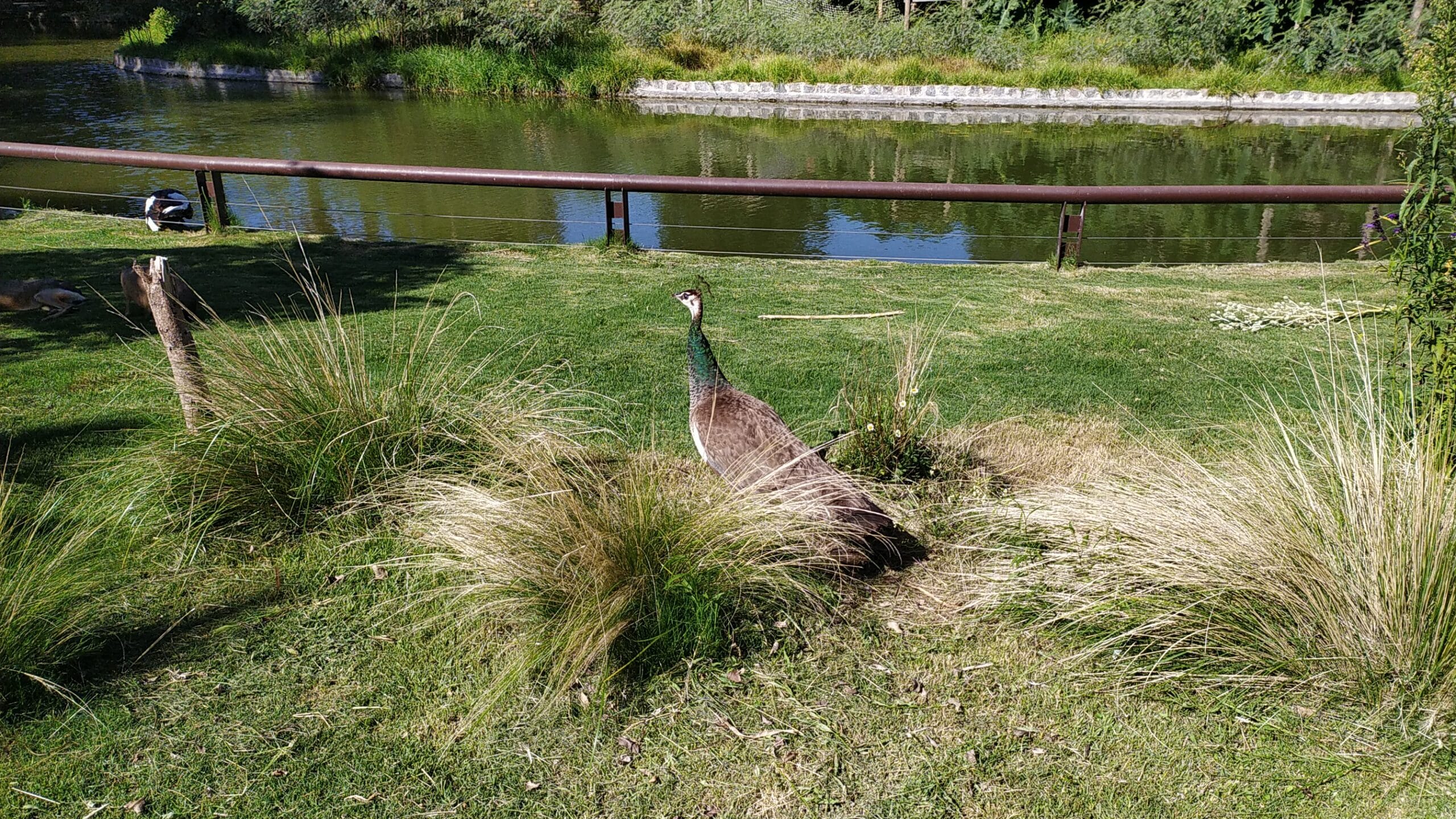 A peahen standing among tall grasses on a lawn beside a pond with a metal railing