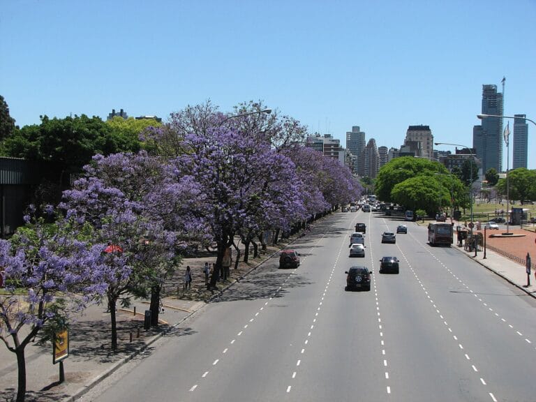 Jacaranda Season in Buenos Aires: When the City Turns Purple and Where to See It