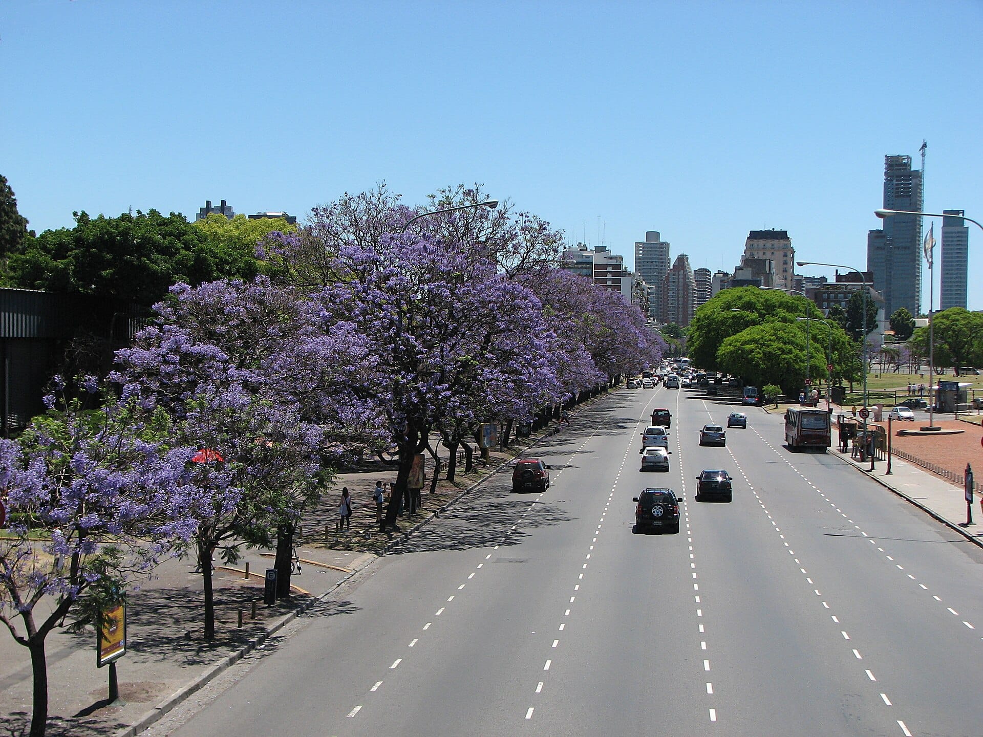 A wide multi-lane avenue under a clear blue sky, lined on the left by a row of trees in full purple bloom, with cars and a bus on the road and tower blocks in the distance